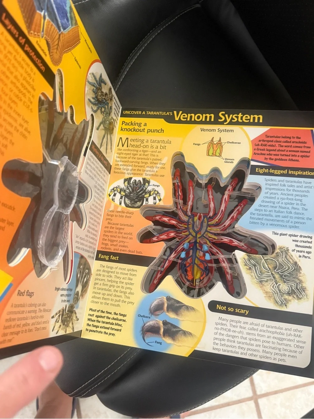 Source Unknown 3D Tarantula Model - Orange and Black
